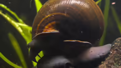 Pila wernei im Aquarium halten