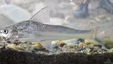 Pimelodus blochii im Aquarium halten
