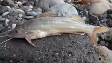 Pimelodus grosskopfii im Aquarium halten