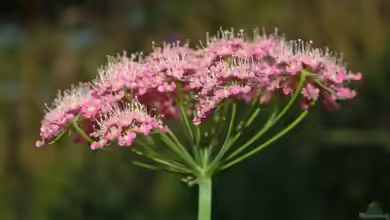 Pimpinella major im Garten pflanzen