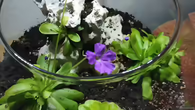 Pinguicula 