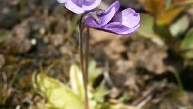 Pinguicula vulgaris am Gartenteich pflegen