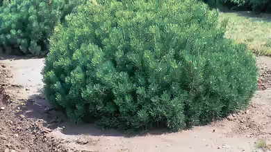 Pinus mugo im Garten pflanzen