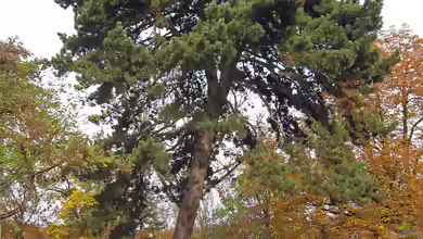 Pinus nigra im Garten pflanzen