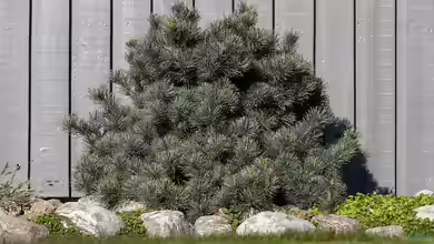 Pinus parviflora im Garten pflanzen