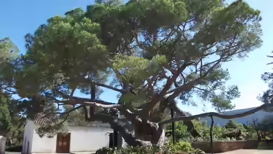 Pinus pinea im Garten pflanzen
