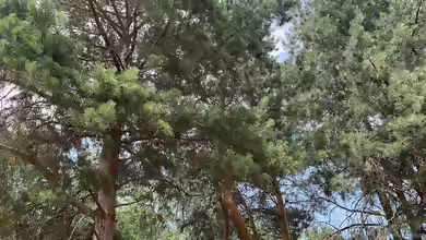Pinus sylvestris im Garten pflanzen