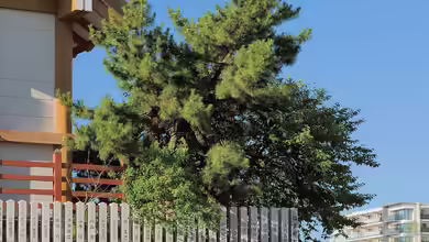 Pinus thunbergii im Garten pflanzen