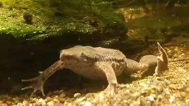 Pipa parva im Aquarium halten