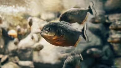 Piranha: Das bedeutet der Name