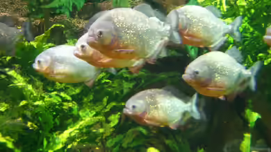 Piranhas im Aquarium halten