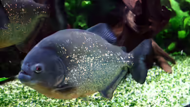 Piranhas im Orinoco