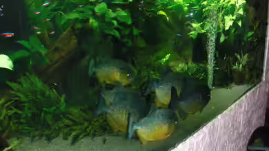 pirayabecken von o.m.