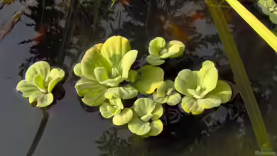 Pistia stratiotes im Aquarium pflegen