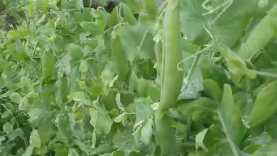 Pisum sativum im Garten pflanzen