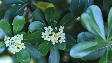 Pittosporum tobira im Garten pflanzen