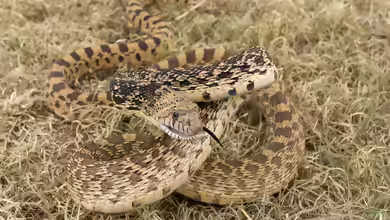 Pituophis catenifer im Terrarium halten