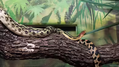 Pituophis deppei im Terrarium halten