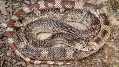 Pituophis melanoleucus im Terrarium halten