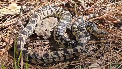 Pituophis ruthveni im Terrarium halten