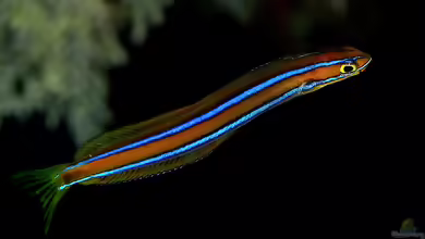 Plagiotremus rhinorhynchos im Aquarium halten