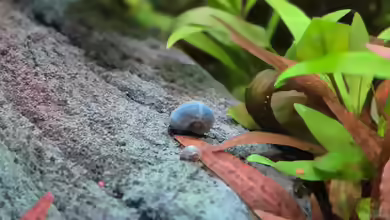 Planorbarius corneus im Aquarium oder Teich halten