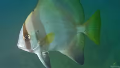 Platax batavianus im Aquarium halten