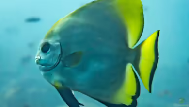 Platax boersii im Aquarium halten