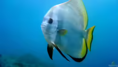Platax orbicularis im Aquarium halten