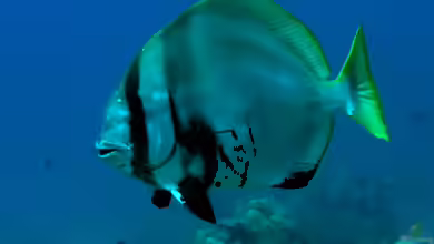 Platax pinnatus im Aquarium halten