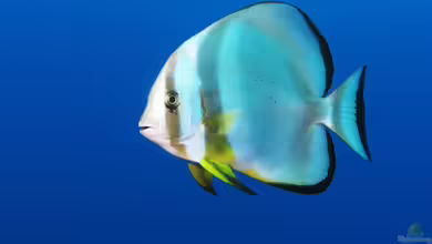 Platax teira im Aquarium halten