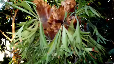 Platycerium bifurcatum im Terrarium pflanzen