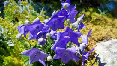 Platycodon grandiflorus im Garten pflanzen