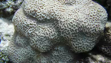 Platygyra contorta im Aquarium halten