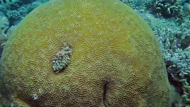 Platygyra lamellina im Aquarium halten