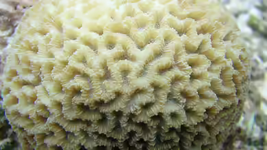 Platygyra pini im Aquarium halten