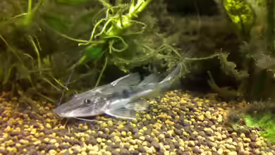 Platysilurus mucosus im Aquarium halten