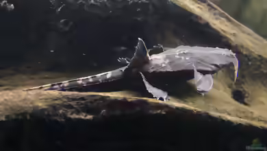 Platystacus cotylephorus im Aquarium halten