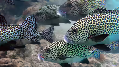 Plectorhinchus chaetodonoides im Aquarium halten