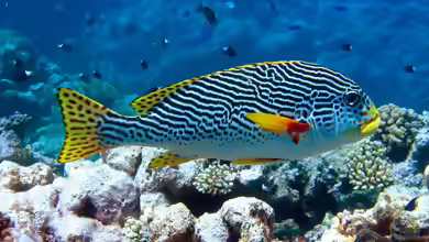 Plectorhinchus lineatus im Aquarium halten