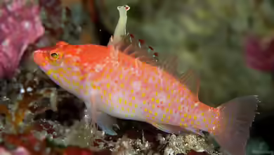 Plectranthias altipinnatus im Aquarium halten