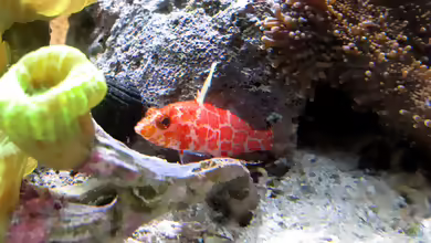 Plectranthias inermis im Aquarium halten