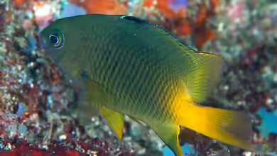 Plectroglyphidodon altus im Aquarium halten