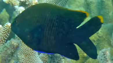 Plectroglyphidodon apicalis im Aquarium halten