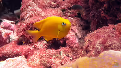 Plectroglyphidodon aureus im Aquarium halten