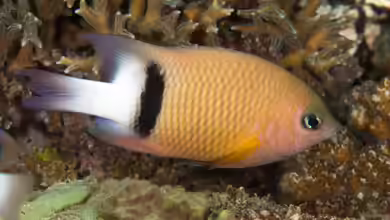Plectroglyphidodon dickii im Aquarium halten