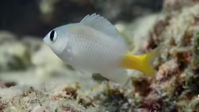 Plectroglyphidodon imparipennis im Aquarium halten