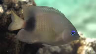 Plectroglyphidodon johnstonianus im Aquarium halten