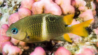 Plectroglyphidodon leucozonus im Aquarium halten