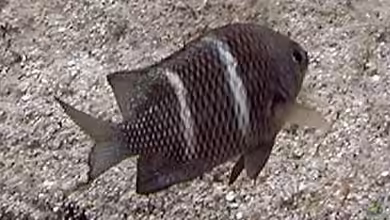 Plectroglyphidodon sindonis im Aquarium halten